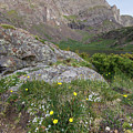 Crestone Needle Wildflowers